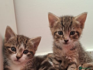 Mixed Breed cats 3 beautiful kittens for adoption - Advert 1