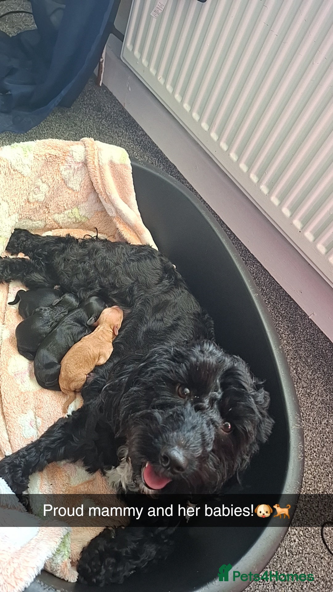 Cockapoo dogs for sale: Cockapoos - Image 9