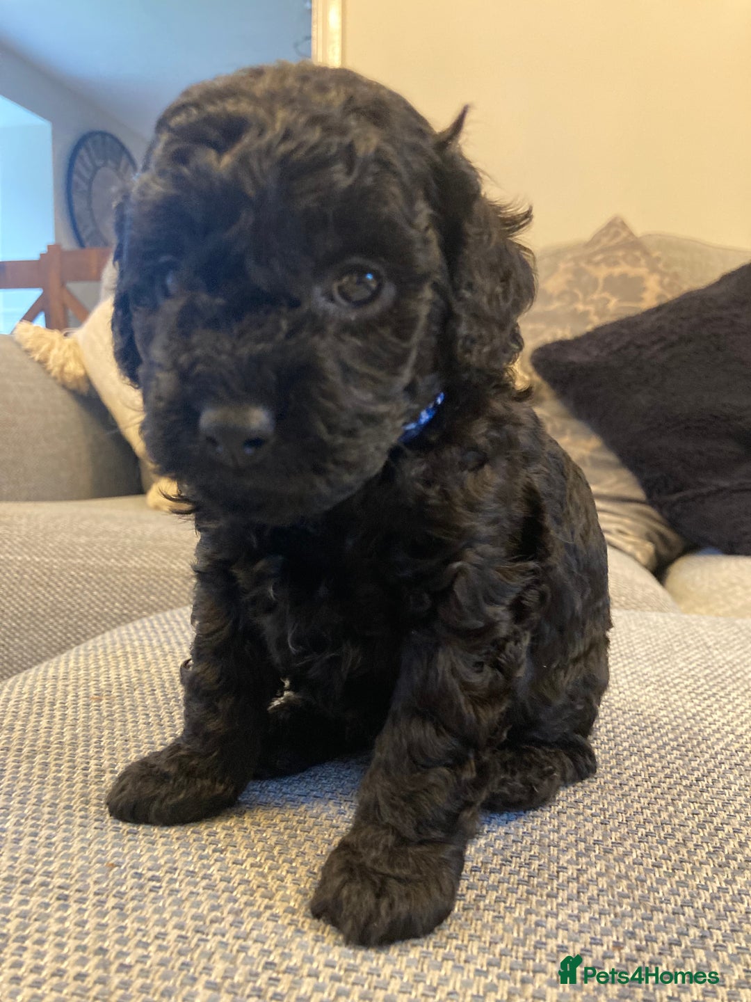 Cavapoo dogs for sale: F1b cavapoo puppies - Advert 23