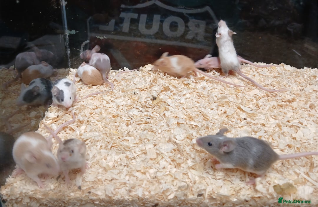 Mouse rodents for sale: Baby Fancy Pet Mice - Advert 8