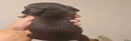 Miniature Dachshund dogs for sale: KC Reg smooth haired daxies - Advert 7
