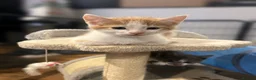 Mixed Breed cats for sale: Playful kittens for sale - Advert 2