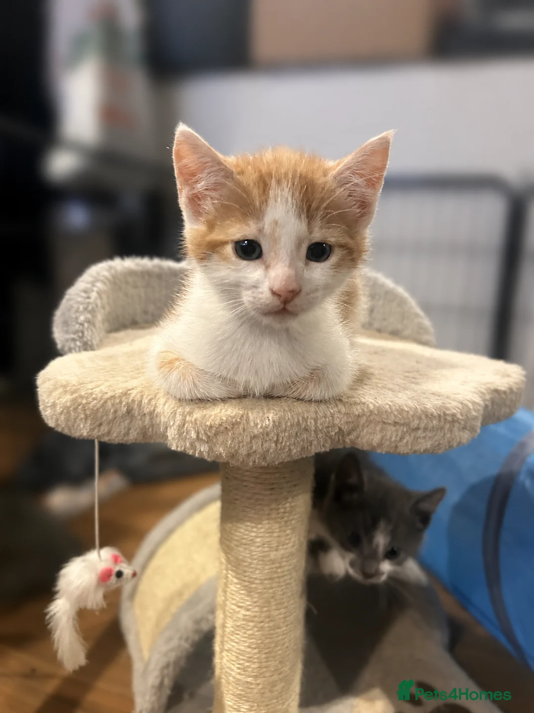 Mixed Breed cats for sale: Playful kittens for sale - Advert 2