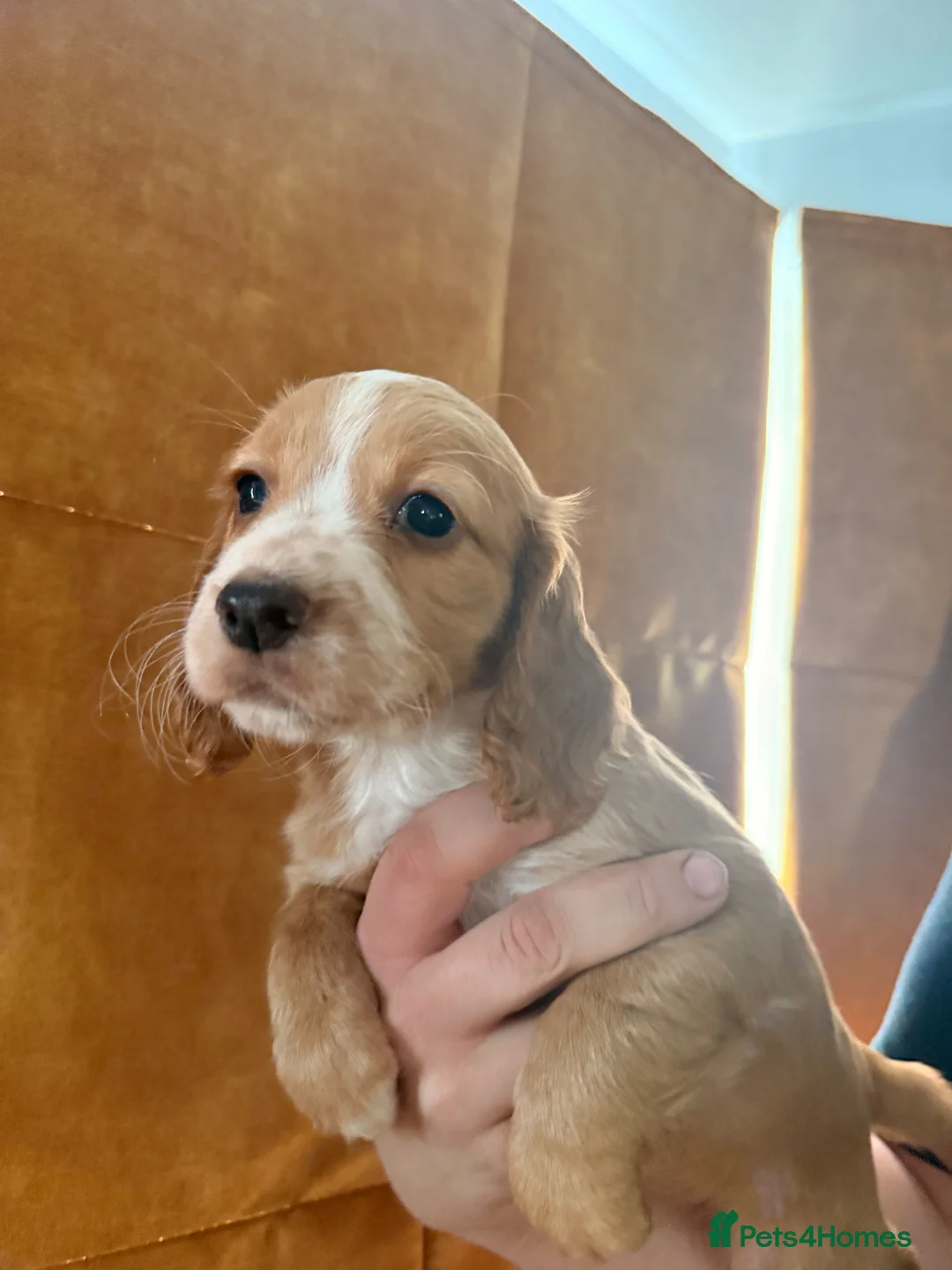 Cocker Spaniel dogs for sale: Cocker spaniel puppies - Advert 2