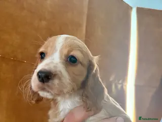 Cocker Spaniel dogs Cocker spaniel puppies - Advert 19