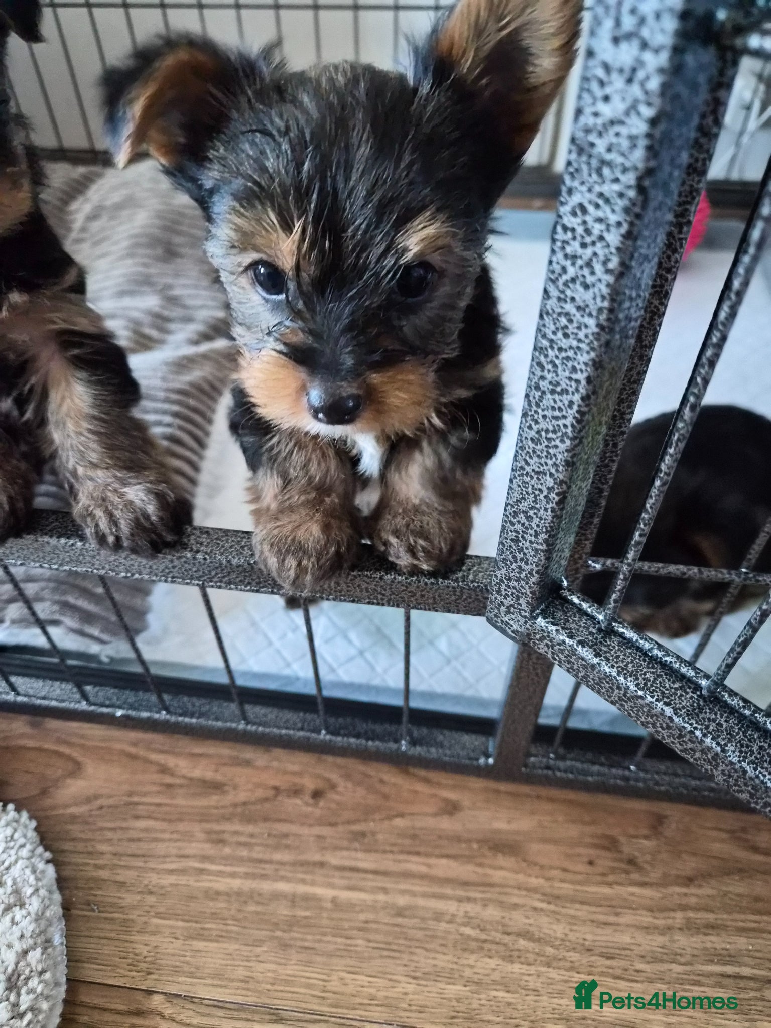 Yorkshire Terrier dogs yorkshire terrier  - Advert 11