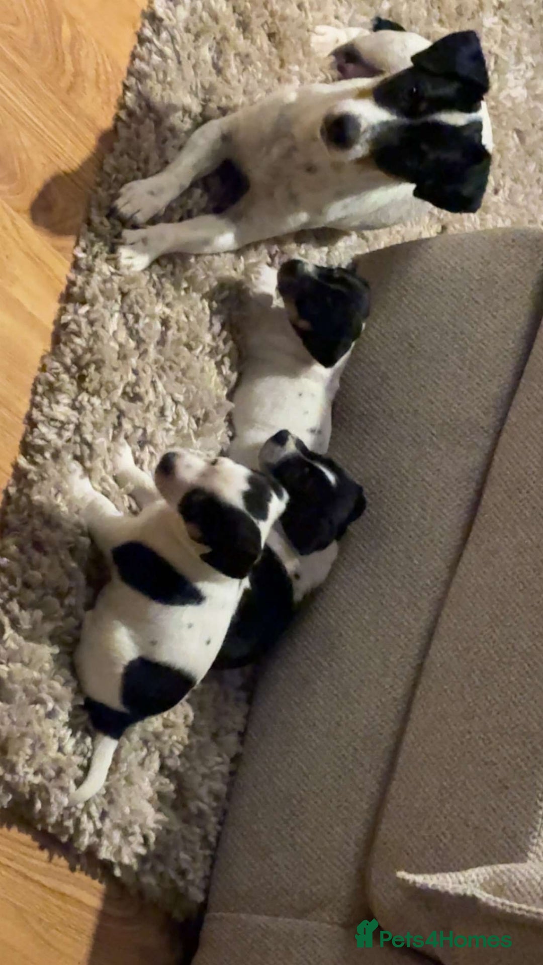 Jack Russell dogs for sale: Jack Russell Puppies  - Advert 3