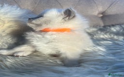 Ragdoll cats for sale: Ragdoll kittens pure breed!!! 😺 - Image 17