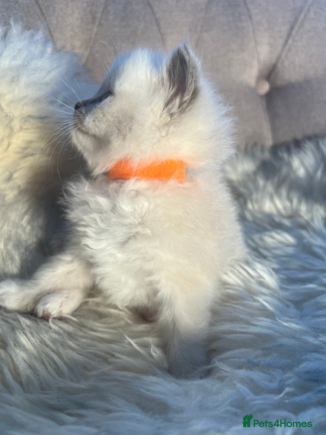 Ragdoll cats for sale: Ragdoll kittens pure breed!!! 😺 - Image 17
