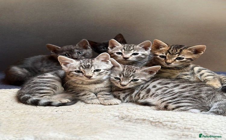Bengal cats - Advert 10