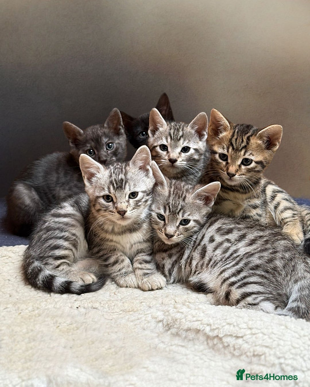 Bengal cats for sale: Beautiful Bengals Babies  - Image 1