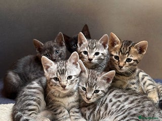 Bengal cats - Advert 28