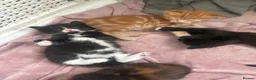 Mixed Breed cats for sale: Mixed breed kittens  - Advert 19