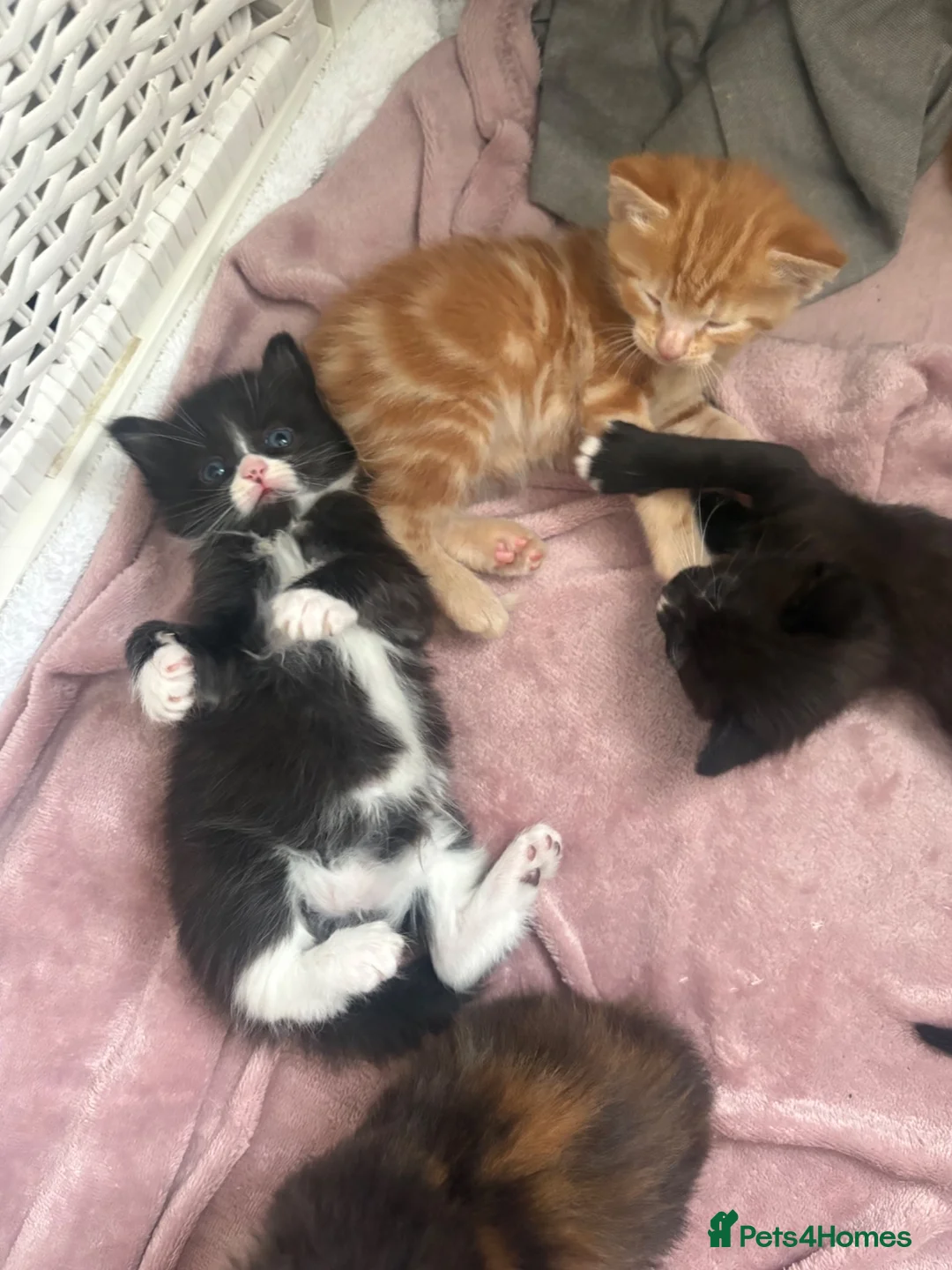 Mixed Breed cats for sale: Mixed breed kittens  - Advert 19