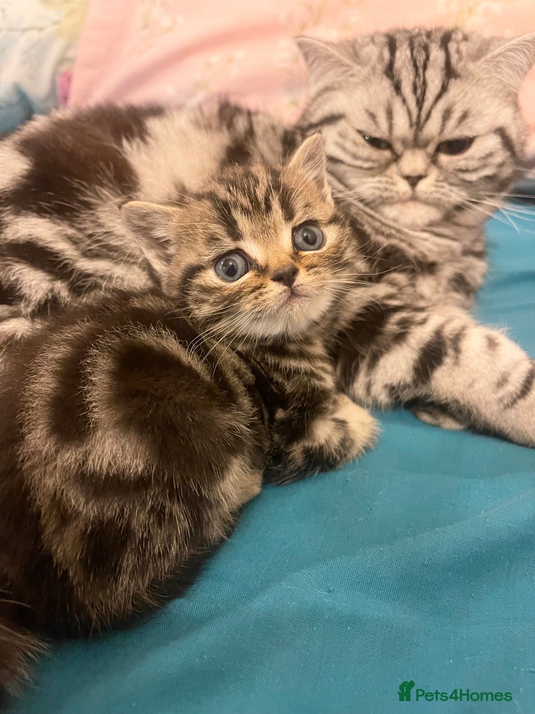 British Shorthair cats for sale: Bsh. Brown Tabby boy. RESERVED FOR JAMIE. - Advert 7