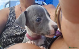 Mixed Breed dogs for sale: Italian Greyhound x Whippet puppies - Image 19