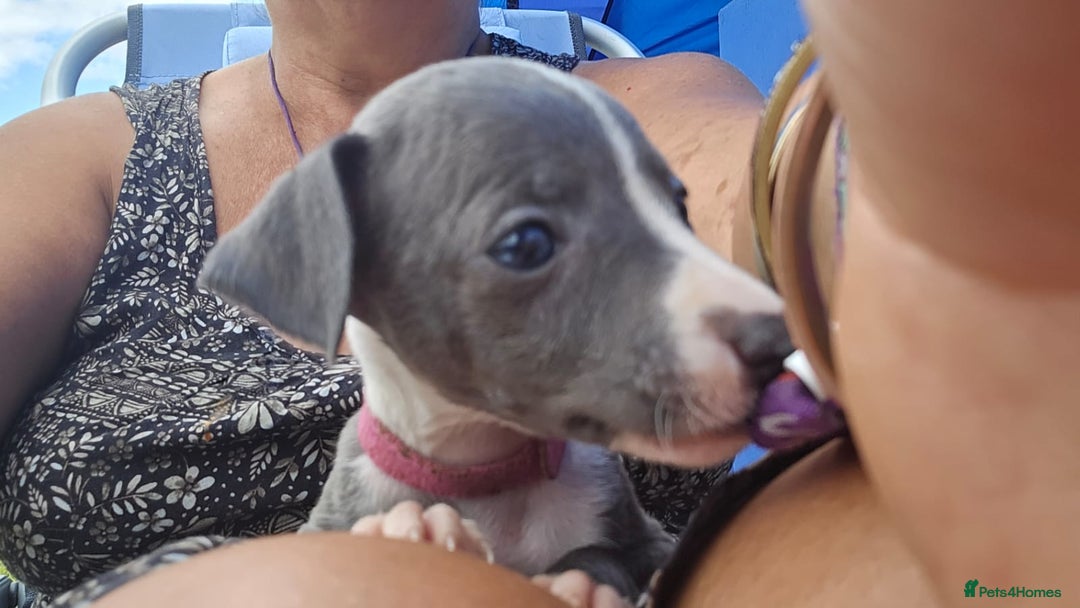 Mixed Breed dogs for sale: Italian Greyhound x Whippet puppies - Image 19