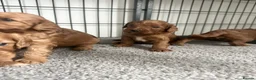 Cavapoo dogs for sale: Adorable red Cavapoos  - Advert 6