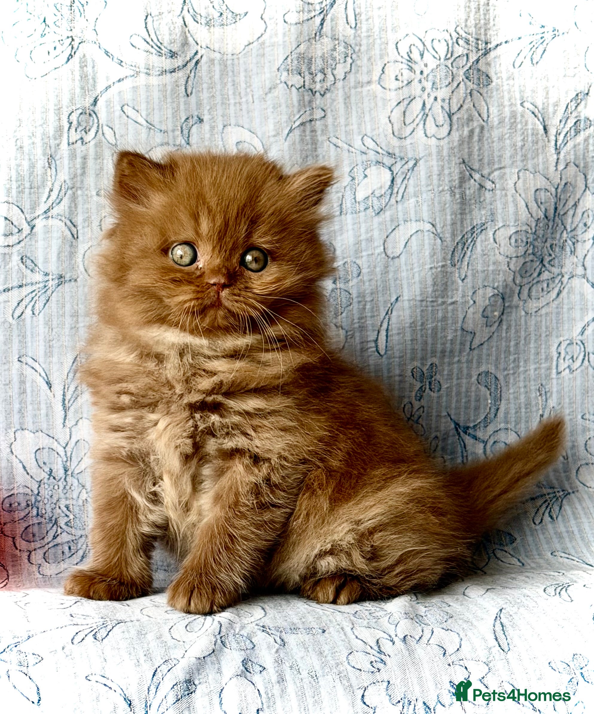 British Longhair cats for sale: Beautiful Cinnamon girls TICA registered  - Advert 12