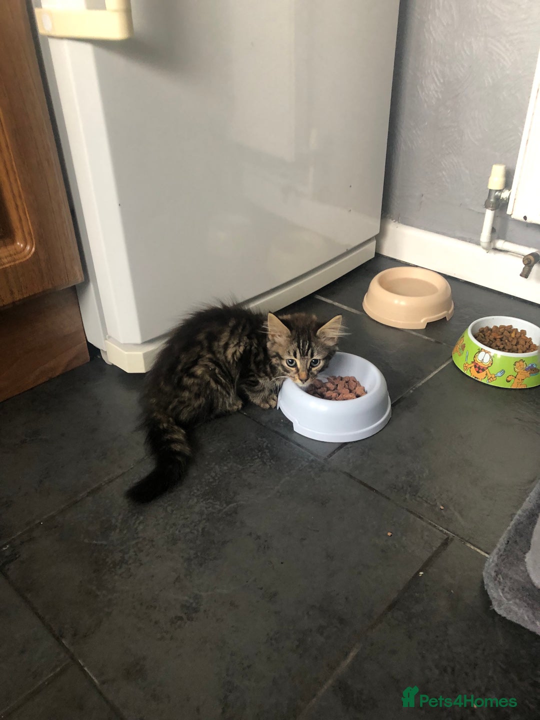 Mixed Breed cats for sale: Beautifully kittens ready for new home - Image 16