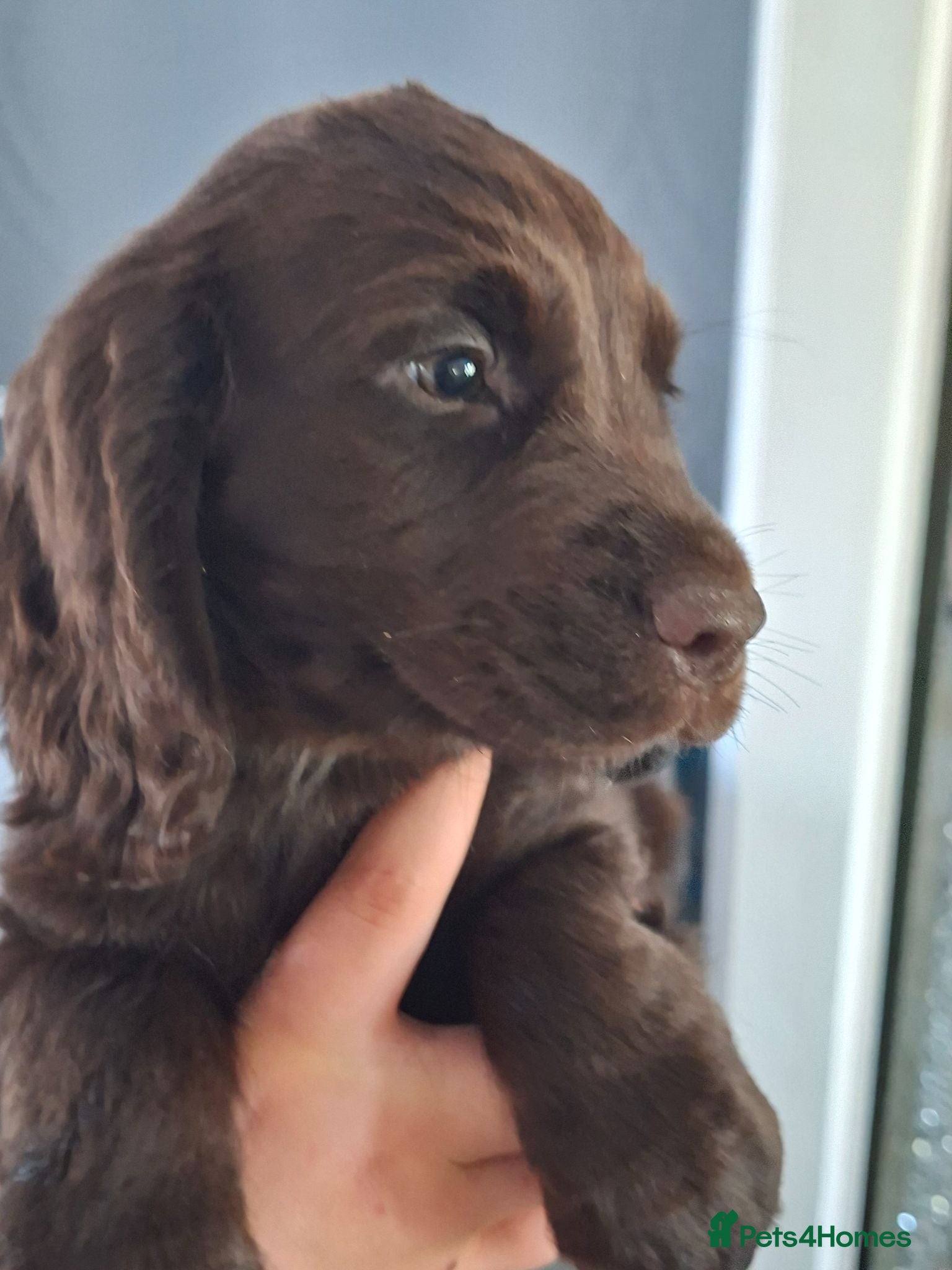 Cocker Spaniel dogs Ready now 1 chocolate boy - Advert 16