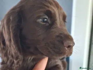 Cocker Spaniel dogs Ready now 1 chocolate boy - Advert 12
