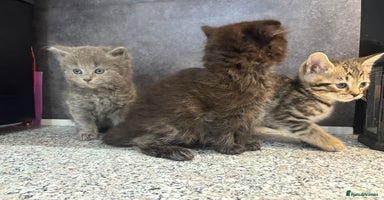 Mixed Breed cats - Advert 1