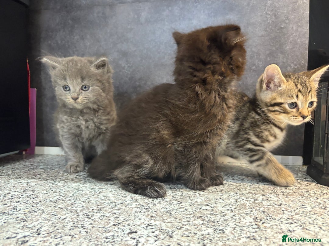 Mixed Breed cats for sale: Ragdoll cross British long hair kittens  - Image 2