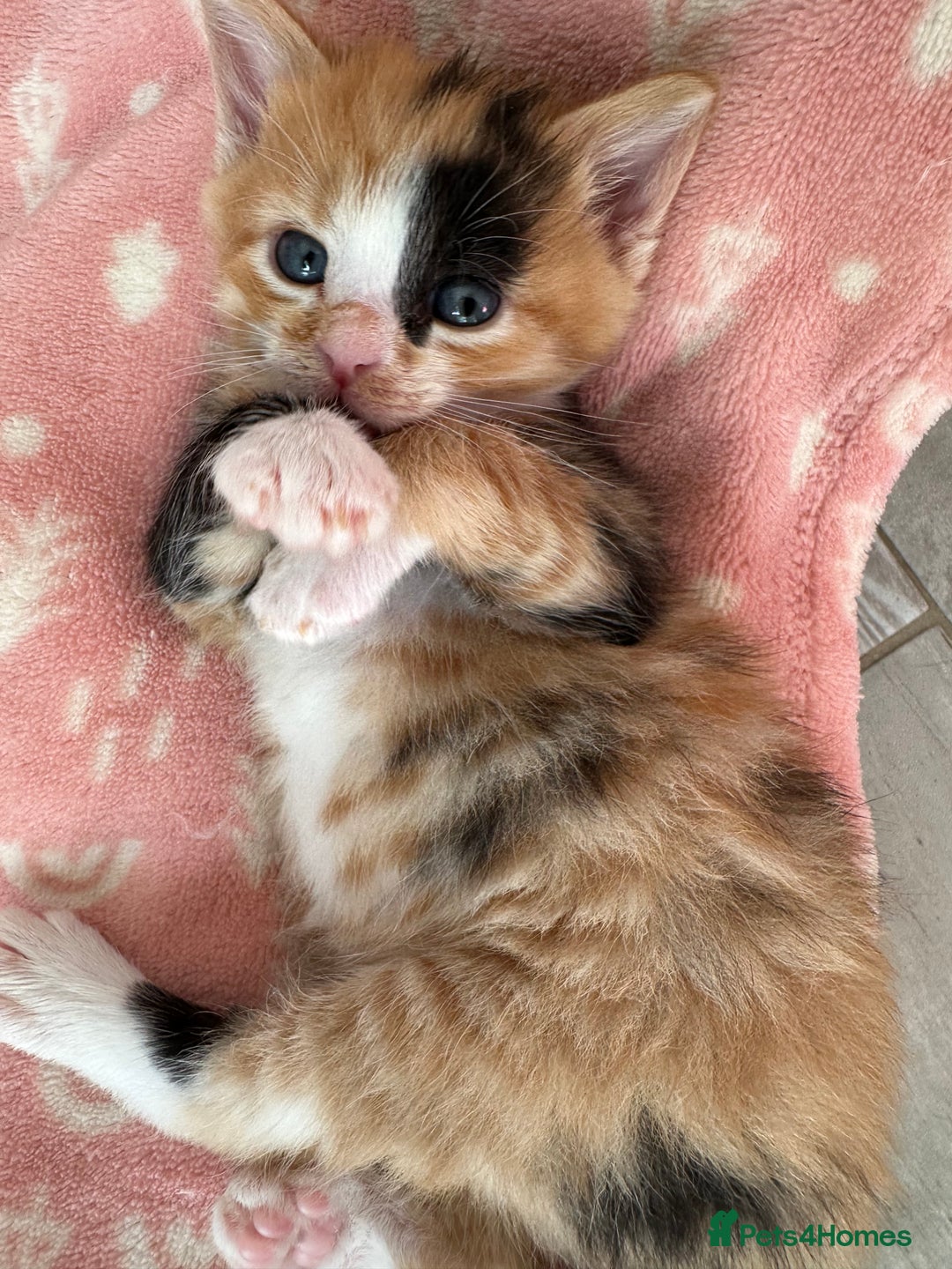 Domestic Shorthair cats for sale: 🐾Sorry….All REHOMED now 🥰 🐾 - Advert 35