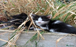 Mixed Breed cats for sale: Mixed kittens  - Image 24