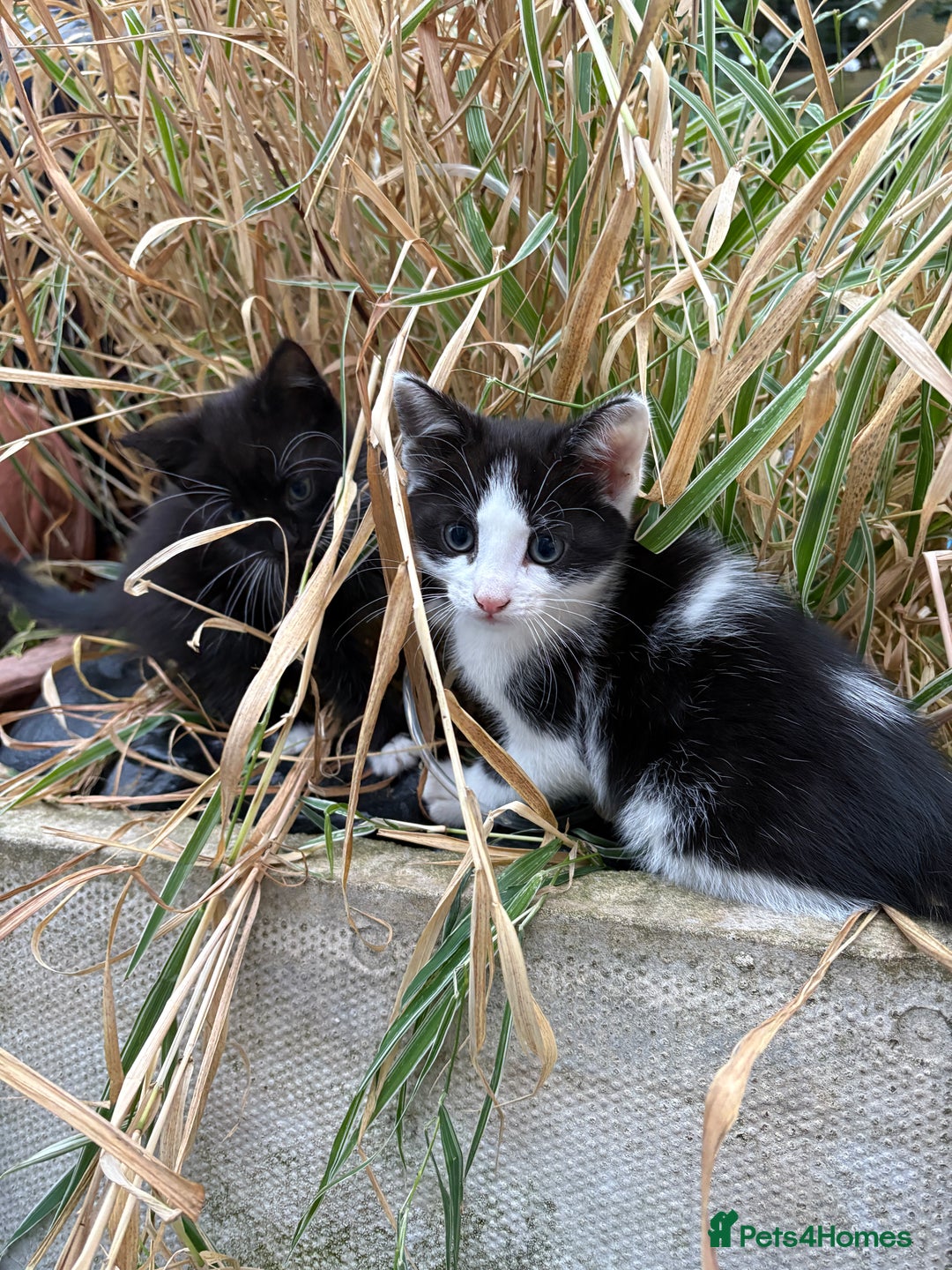 Mixed Breed cats for sale: Mixed kittens  - Image 24