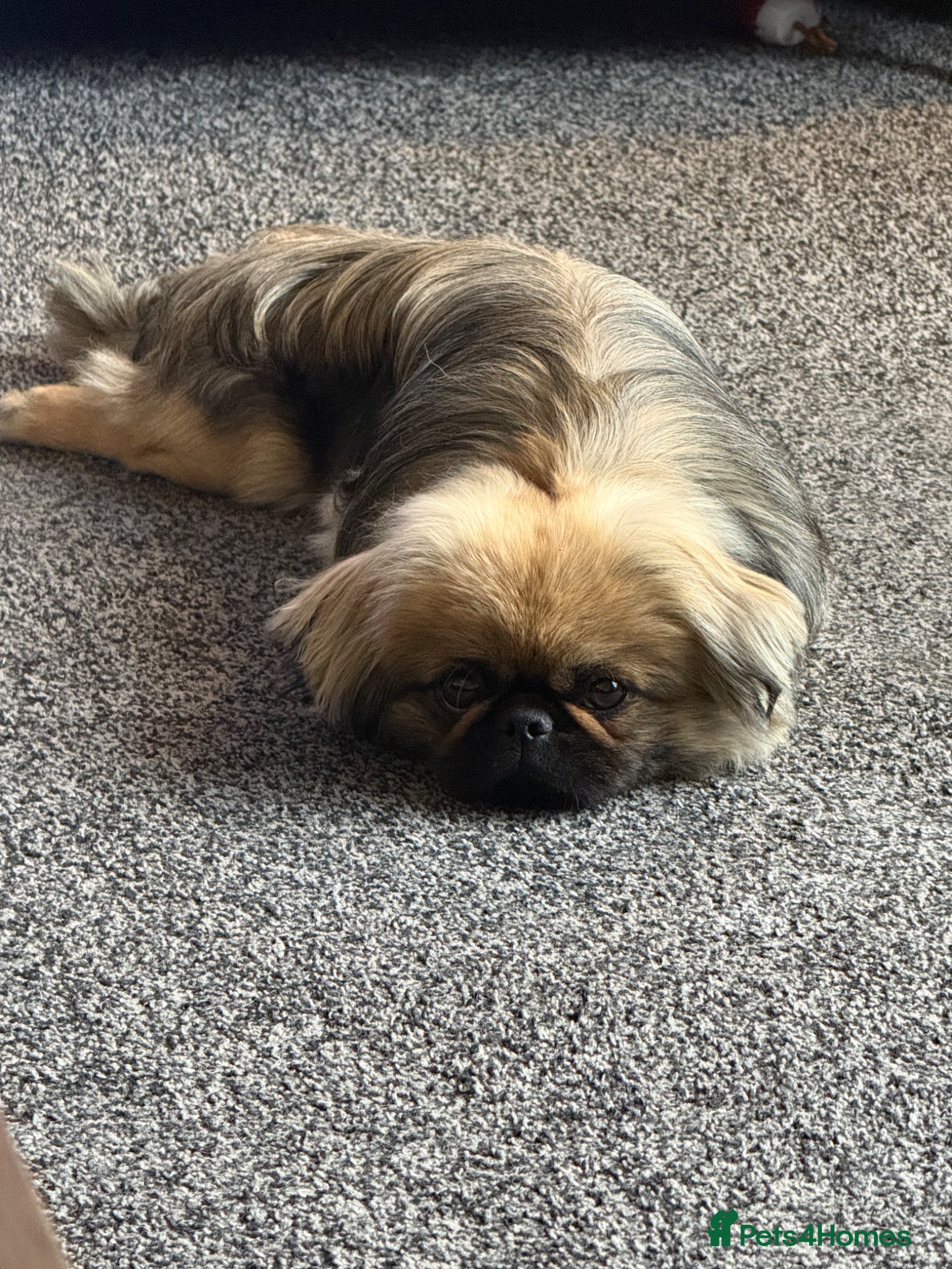 Pekingese dogs for sale: Ted is 17 months - Advert 3