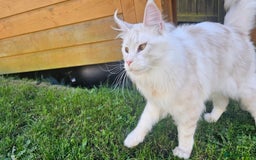 Maine Coon cats for sale: Our best boy is looking for a new home - Advert 3