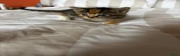Mixed Breed cats for sale: Beautiful kittens for sale - Advert 10