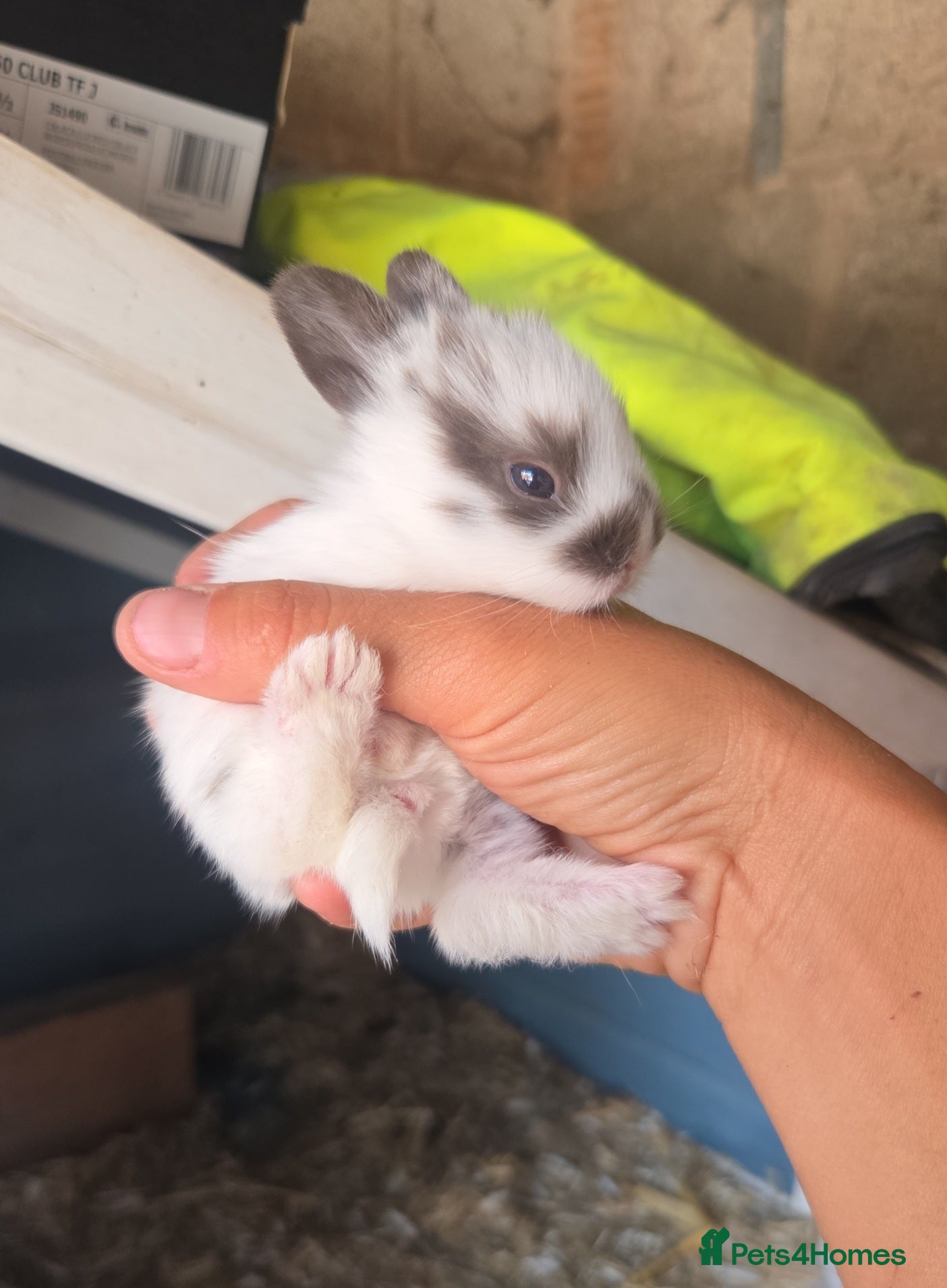 Mini Lion Lop rabbits for sale: Lionlops - Advert 15
