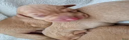 Hungarian Vizsla dogs for sale: Beautiful Hungarian Vizsla Puppies - Advert 2