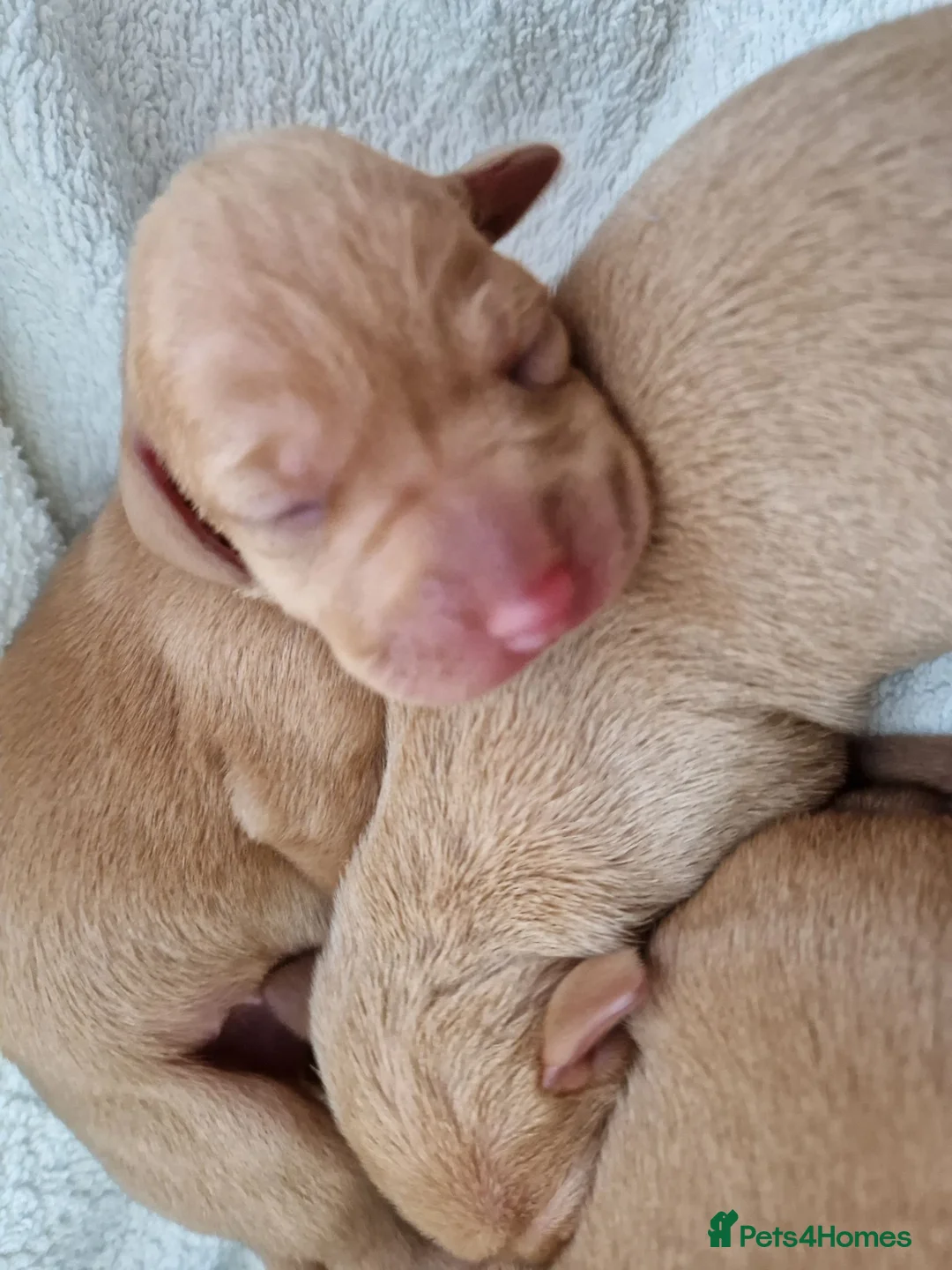 Hungarian Vizsla dogs for sale: Beautiful Hungarian Vizsla Puppies - Advert 2