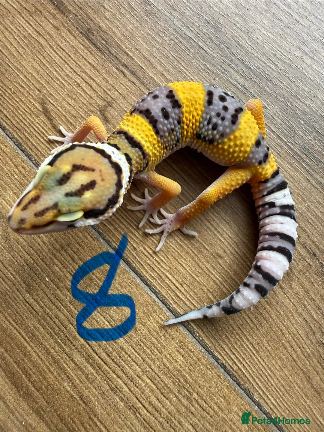 Leopard Gecko reptiles for sale: Leopard geckos  - Advert 8