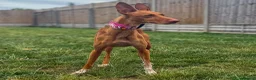 Ibizan Hound dogs for adoption: Cati a lovely calm girl who loves other dogs  - Advert 10