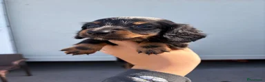 Miniature Dachshund 2