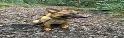 Belgian Shepherd Dog dogs for sale: 15 month old Belgian malinois - Advert 13