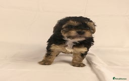 Yorkiepoo dogs for sale: Tiny Yorkipoos beautiful fluff balls puppies - Image 19