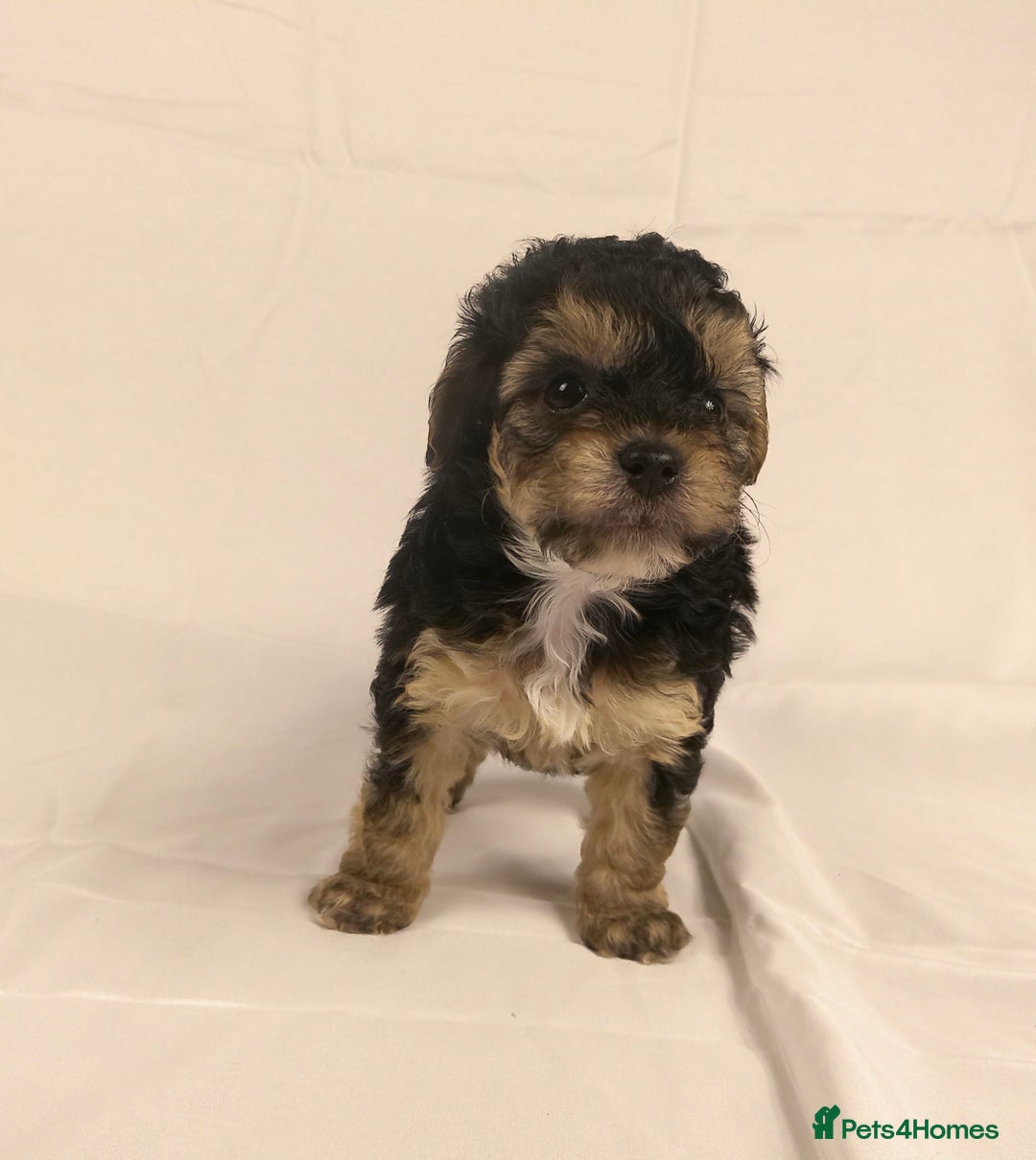 Yorkiepoo dogs for sale: Tiny Yorkipoos beautiful fluff balls puppies - Image 19