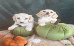 Miniature Dachshund dogs for sale: English creams miniature dachshunds  - Image 14