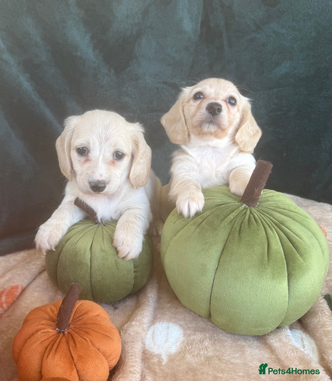Miniature Dachshund dogs for sale: English creams miniature dachshunds  - Image 14