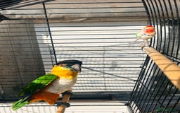 Parrots birds for sale: Male black headed caique for sale  - Image 3