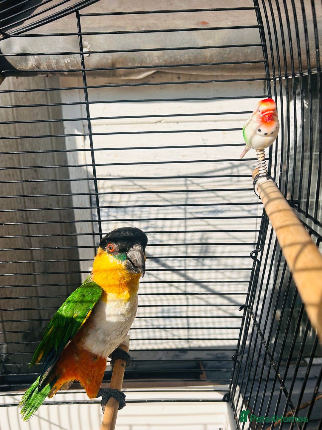 Parrots birds for sale: Male black headed caique for sale  - Image 3