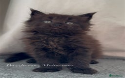 Maine Coon cats for sale: Chunky Russian Mainecoon cubs  - Image 3