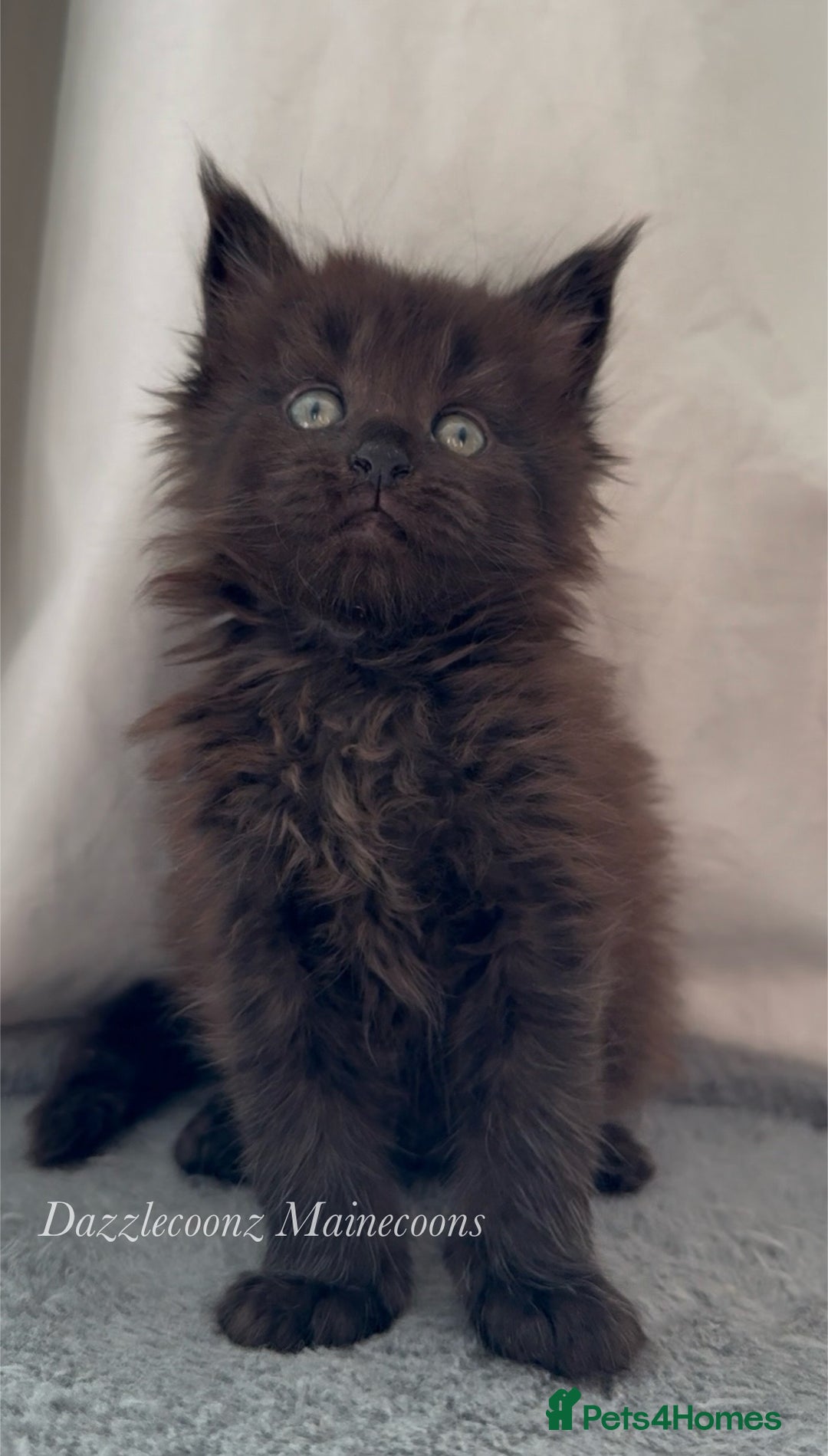 Maine Coon cats for sale: Chunky Russian Mainecoon cubs  - Image 3