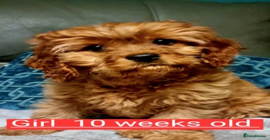 Cavapoo dogs beautiful fox red miniature cavapoo puppies - Advert 11